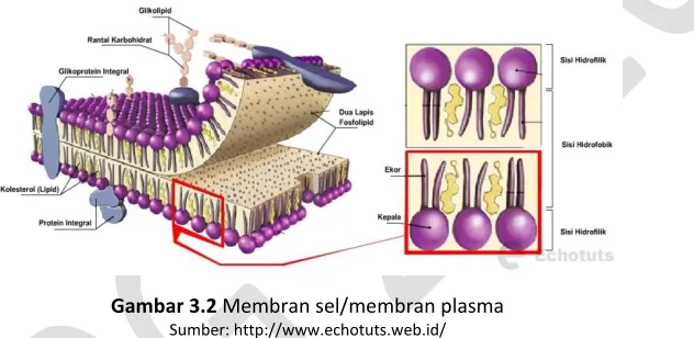 Gambar 3.2 Membran sel/membran plasma 