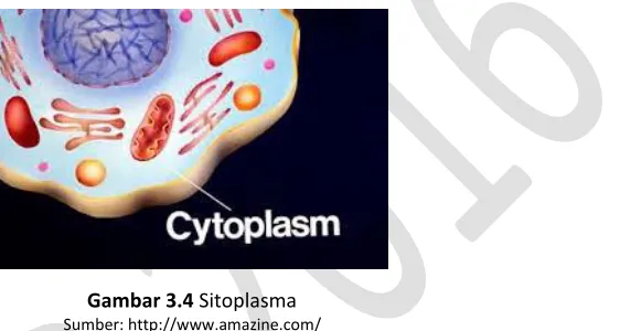 Gambar 3.4 Sitoplasma 