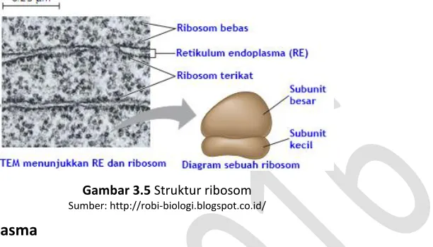 Gambar 3.5 Struktur ribosom 