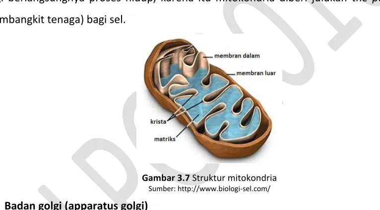Gambar 3.7 Struktur mitokondria 