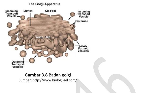 Gambar 3.9 Lisosom 