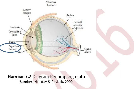 Gambar 7.2 Diagram Penampang mata  