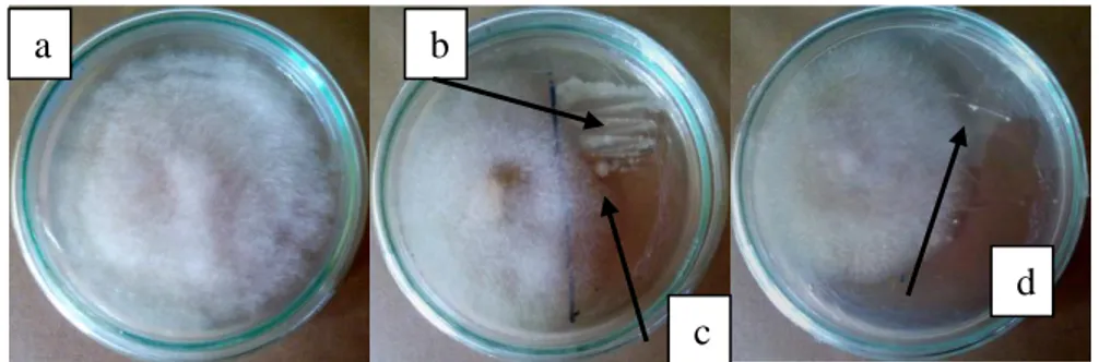Gambar 2. Uji antagonis isolat bakteri amilolitik asal Geopark Merangin dengan jamur patogen P