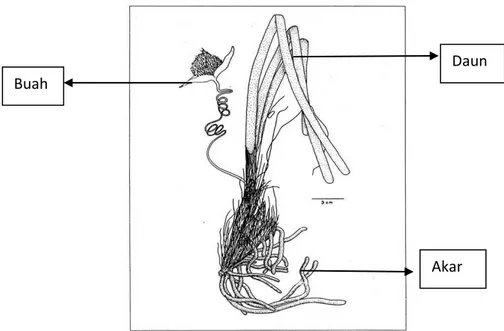 Gambar 1.  Habitus tumbuhan lamun Enhalus acoroides ( Den Hartog, 1970) 