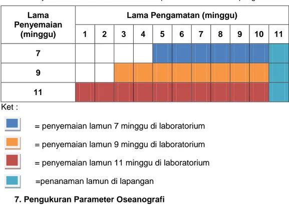 Tabel 1.Penyemaian lamun di laboratorium dan penanaman lamun di lapangan Lama 