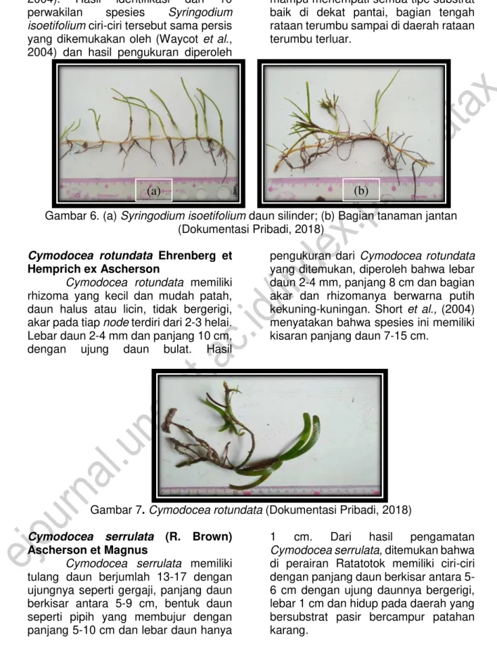 Gambar 7. Cymodocea rotundata (Dokumentasi Pribadi, 2018)  Cymodocea  serrulata  (R.  Brown) 