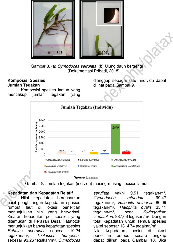 Gambar 9. Jumlah tegakan (individu) masing-masing spesies lamun 