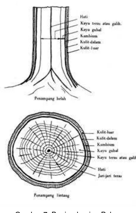 Gambar 7. Bagian-bagian Pohon 