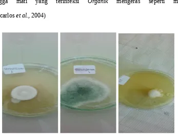 Gambar 1. (a) Jamur Verticillium lecanii (b) Metarhizium dan (c) Organik
