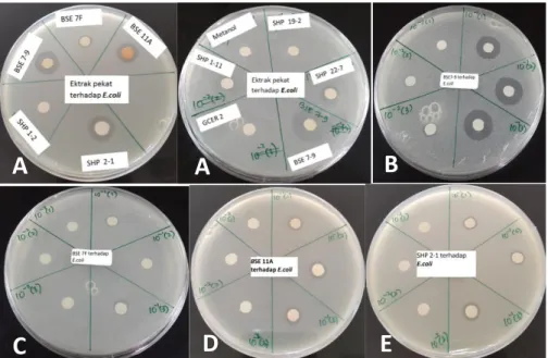 Gambar 2. Hasil uji aktivitas antibakteri terhadap bakteri Escherichia coli(A) ekstrak pekat  (B) ekstrak encer BSE 7-9 (C) ektrak encer BSE 7F (D) ektrak encer BSE 11A  (E) ektrak encer SHP 2-1 