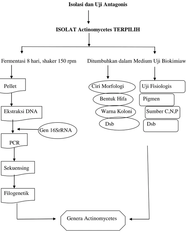 Gambar 1. Bagan Alir Karakterisasi Isolat Actinomycetes  