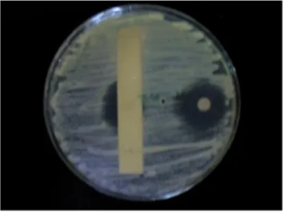 Gambar  7.  KLT-Bioautografi  zona  hambatan  pertumbuhan  fungi  uji  (C.albicans) oleh  senyawa antifungi pada Rf 0,52 dari strain WGKP