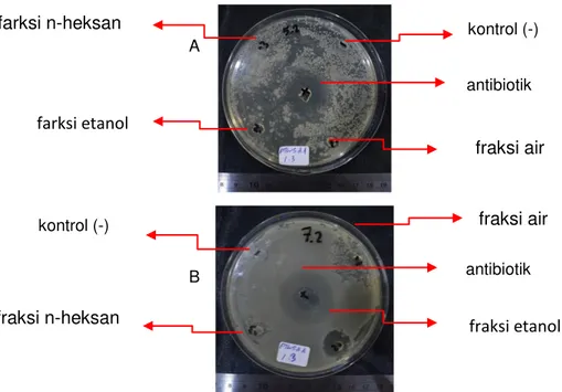 Gambar 8. Hasil pengujian aktivitas anti bakteri fraksi ekstrak PTWSAA   1.3 terhadap  bakteri S