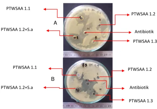 Gambar 3. Uji ekstrak jamur pada: bakteri S. aureus (A) dan  E. coli (B). A BPTWSAA 1.2+S.a PTWSAA 1.2 PTWSAA 1.3 Antibiotik PTWSAA 1.1 PTWSAA 1.2+S.a PTWSAA 1.2 PTWSAA 1.3 Antibiotik PTWSAA 1.1 