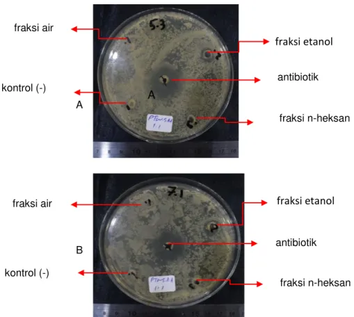Gambar 5. Hasil pengujian aktivitas anti bakteri fraksi ekstrak PTWSA 1.2 terhadap  bakteri S
