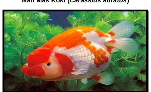 Gambar 2. Ikan Mas Koki (Carassius auratus) (Susanto, 1989).