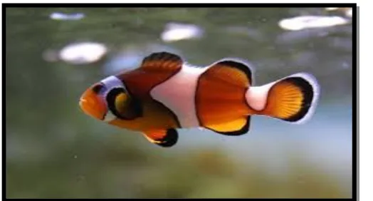 Gambar 3. Ikan Giru (Amhiprion pelcuta) (Zipcodezoo, 2014)