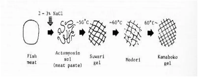 Gambar 5 Proses pembentukan gel (Suzuki 1981)  