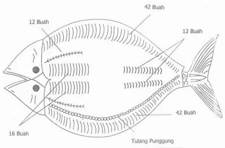 Gambar 1. Susunan tulang ikan bandeng Tulang  ikan  bandeng  kaya  kalsium