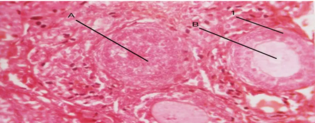 Gambar 4. Preparat sayatan pada ovarium mencit (Mus musculus L.) dengan perbesaran 400x : A