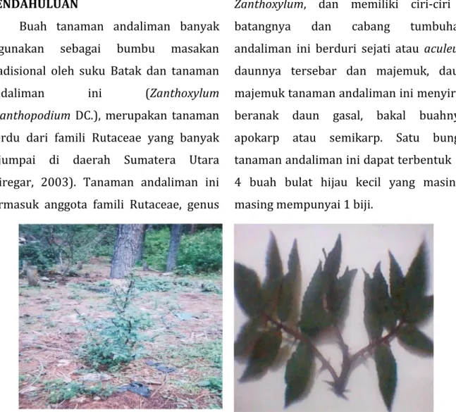 Gambar 1. Tanaman dan Daun Andaliman (Zanthoxylum acanthopodium DC.)  Pada  umumnya  tanaman  andaliman 