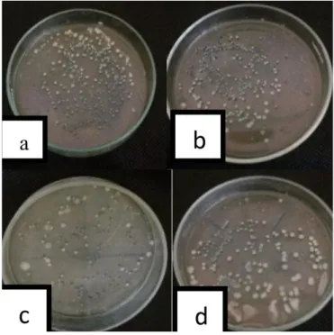 Gambar 6 Formulasi Bacillus sp. berbahan dasar tepung,  (a)  Tepung  beras  +  gulukosa  +  urea  +  CMC,  (b)  Tepung  tapioka  +  gulukosa  +  urea  +  CMC,  (c)  Tepung  jagung  +  gulukosa + urea + CMC, (d) Tepung talk + gulukosa + urea  + CMC