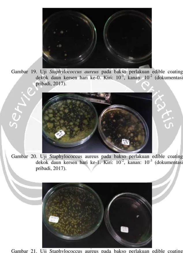 Gambar  19.  Uji  Staphylococcus  aureus  pada  bakso  perlakuan  edible  coating  dekok  daun  kersen  hari  ke-0