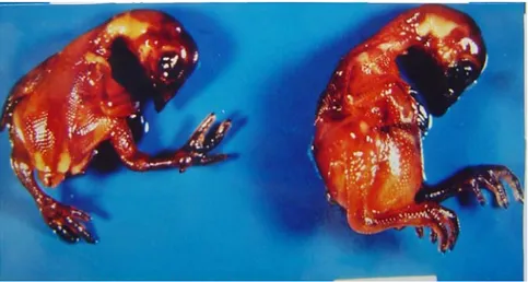 Gambar 2.  Keadaan embrio yang menetas dengan bantuan pada umur 21 hari (dengan pewarnaan Alizarin merah yang tidak  sempurna), terlihat tulang dan jari kaki yang agak bengkok pada yang mendapat perlakuan 31,2 ng AFB1 (kiri),  sedangkan pada yang kontrol t