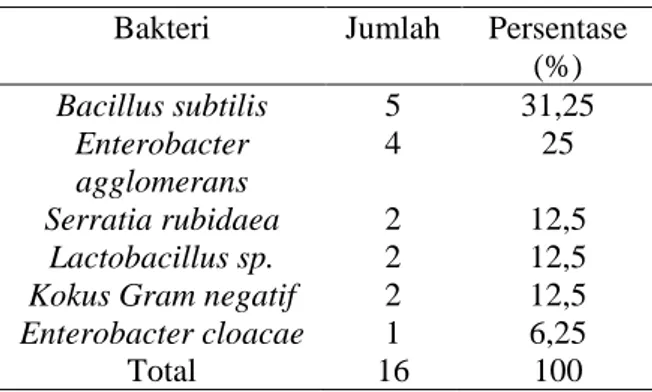 Tabel 5. Hasil Identifikasi Bakteri pada  Jagung Bakar Tidak Dioleskan Bumbu  Penyedap 