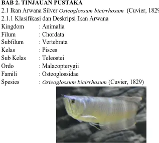 Gambar 1. Ikan Arwana Silver (Osteoglossum bicirrhosum)Deskripsi ikan ini yaitu dapat tumbuh sampai 1 meter, berwarna keperakkan 
