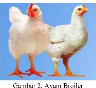 Gambar 2. Ayam BroilerBroiler adalah istilah untuk menyebutkan strain ayam hasil budidaya teknologi 