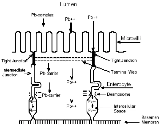 Gambar 2.2 Skema  mekanisme penyerapan timbal di lumen usus (Sumber: EPA 540 (1994) 