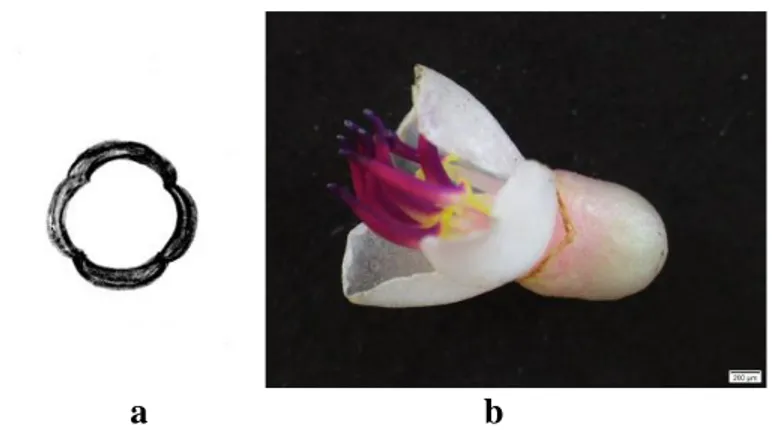 Gambar  4.13  Kelopak  Tanaman  Parijoto  (Medinilla  speciosa  Blume) : a)Sketsa Kelopak b)Penampakan Lekukan Kelopak 