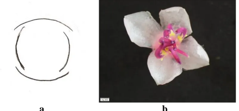 Gambar  4.14  Mahkota  Tanaman  Parijoto  (Medinilla  speciosa  Blume) : a)Sketsa Susunan Mahkota b)Susunan Mahkota 