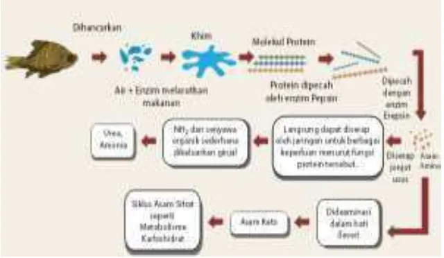 Gambar 5. Metabolisme Pencernaan Protein dalam Tubuh 