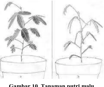 Gambar 9. Makhluk hidup yang bergerak 