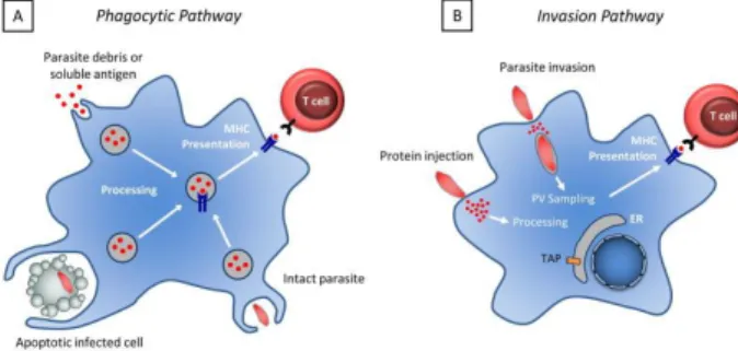 Gambar  3.  Proses  presentasi  antigen  oleh  Antigen 