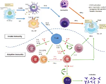 Gambar  12.  Interaksi  innate  immunity  dan  adaptive 