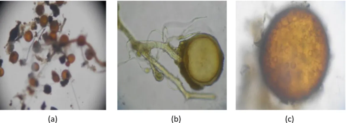Gambar 2. (a) Kumpulan Glomus sp. indigenus (b) hifa, spora Glomus sp. (c) spora bentuk normal 