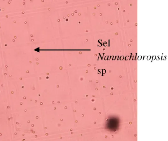 Gambar 1. Sel Nannochloropsis sp.  (pembesaran 60 x). 