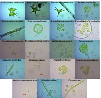 Gambar  1.  Foto  morfologi  spesies  mikroalga  hasil  identifikasi 
