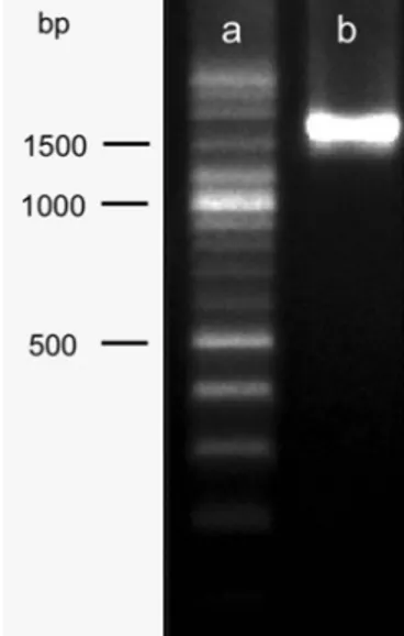 Gambar 3. Elektroforegram  Produk PCR (a) pita DNA ladder  (b)  pita  hasil  PCR  fragmen  18S  rRNA  isolat mikroalga  yang  berukuran  lebih  kurang  1600  bp  pada gel agaros 1,5%