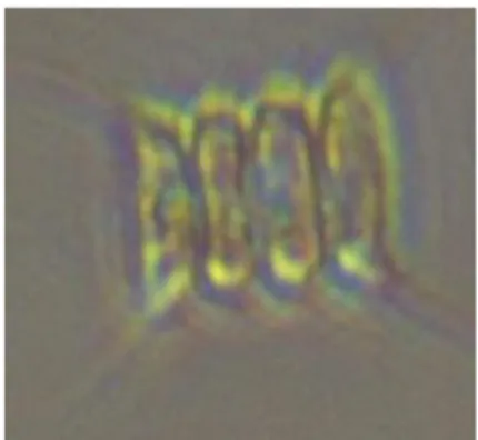Gambar 1.Mikroalga yang Diisolasi (S. quadricauda) Dilihat dengan Mikroskop Fluorescent                   (ZEISS, perbesaran 320x)