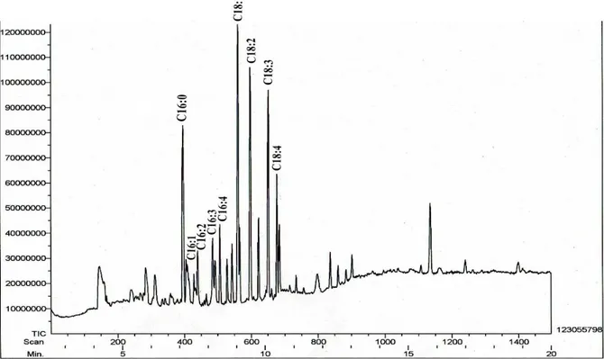 Gambar 5. Kromatogram GC-MS asam lemak pada Scenedesmus quadricauda (JEOL GCmate) 