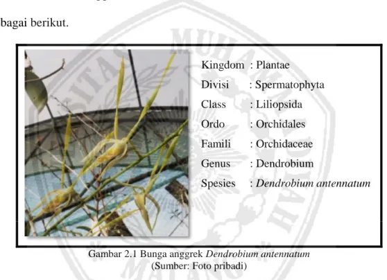 Gambar 2.1 Bunga anggrek Dendrobium antennatum    (Sumber: Foto pribadi) 