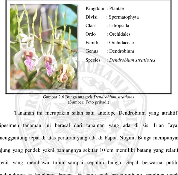 Gambar 2.6 Bunga anggrek Dendrobium stratiotes  (Sumber: Foto pribadi) 