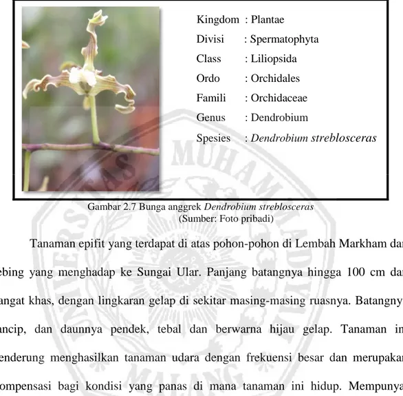 Gambar 2.7 Bunga anggrek Dendrobium streblosceras  (Sumber: Foto pribadi)