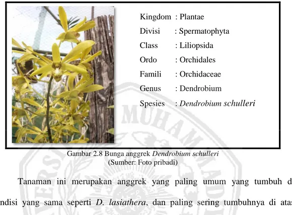 Gambar 2.8 Bunga anggrek Dendrobium schulleri  (Sumber: Foto pribadi) 