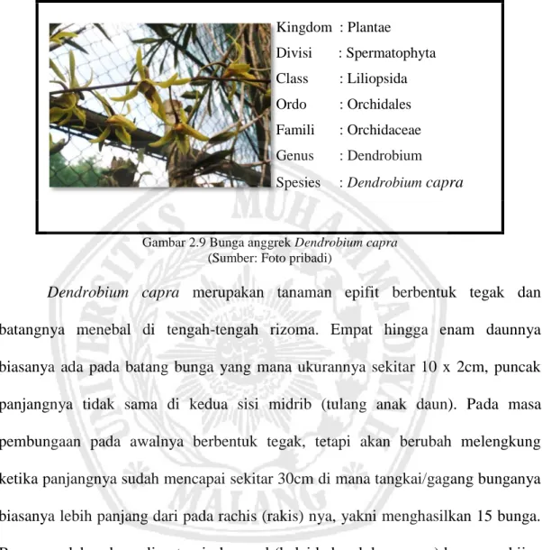 Gambar 2.9 Bunga anggrek Dendrobium capra  (Sumber: Foto pribadi) 