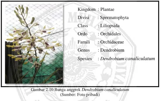 Gambar 2.10 Bunga anggrek Dendrobium canaliculatum  (Sumber: Foto pribadi) 